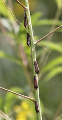 Paraulacizes irrorata