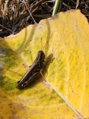 Melanoplus sanguinipes