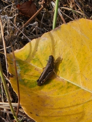 Melanoplus sanguinipes