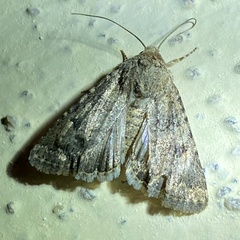 Protorthodes