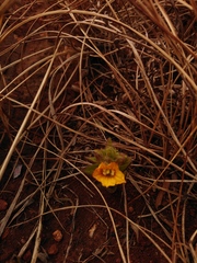 Alectra sessiliflora sessiliflora