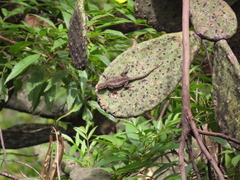 Sceloporus grammicus