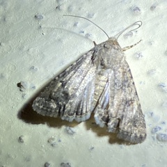 Protorthodes