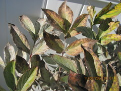 Cronartium flaccidum