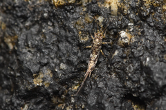 Archaeognatha
