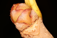 Aesculus pavia