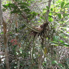 Tillandsia flexuosa