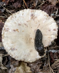 Philomycus carolinianus