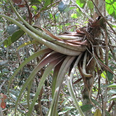 Tillandsia flexuosa