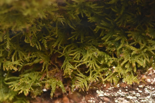 Image of Heterocladium macounii by no rights reserved