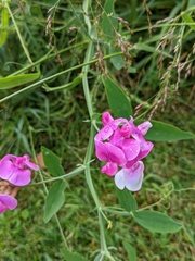 Lathyrus
