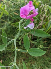 Lathyrus