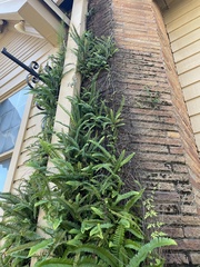 Nephrolepis cordifolia