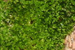 Ptychostomum