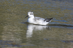 Phalaropus fulicarius