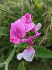 Lathyrus
