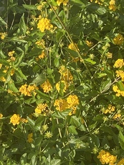 Lantana
