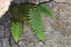Polypodium glycyrrhiza