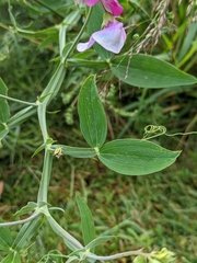 Lathyrus