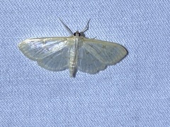 Herpetogramma aquilonalis