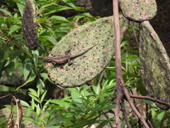 Sceloporus grammicus
