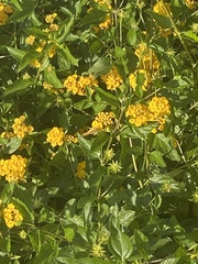 Lantana