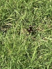 Hypolimnas bolina nerina