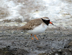 Thinornis novaeseelandiae