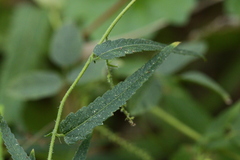 Tragia urticifolia