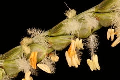 Paspalum plicatulum