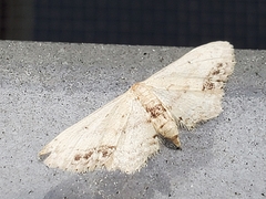 Idaea dimidiata