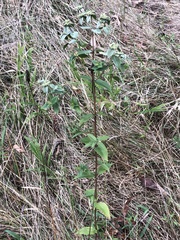 Pycnanthemum muticum