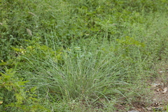Paspalum plicatulum