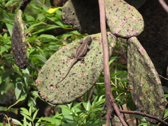 Sceloporus grammicus