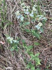 Pycnanthemum muticum