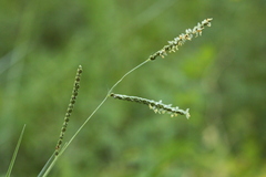 Paspalum plicatulum