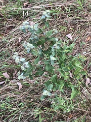 Pycnanthemum muticum