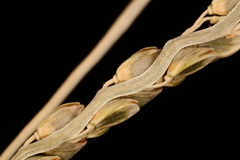 Paspalum plicatulum