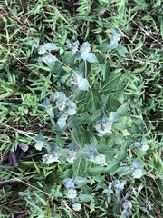Pycnanthemum muticum