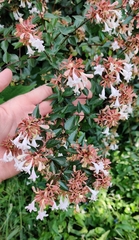 Abelia