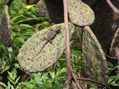 Sceloporus grammicus