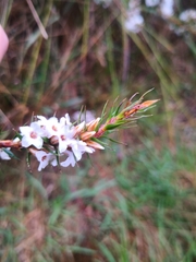 Epacris lanuginosa
