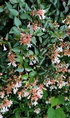 Abelia