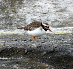 Thinornis novaeseelandiae