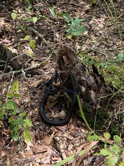 Coluber constrictor priapus