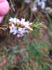 Epacris lanuginosa
