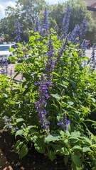 Salvia farinacea