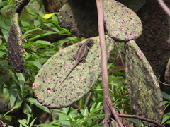 Sceloporus grammicus