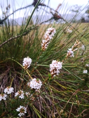 Epacris lanuginosa