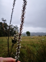 Epacris lanuginosa